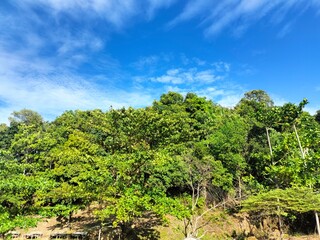 Fototapeta premium Beautiful natural clear sky landscape in the forest