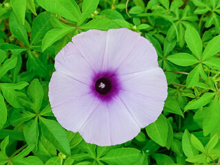 Water Convolvulus, Kang-Kong Cabbage flower from the bouquet A perfect flower A bouquet of flowers...