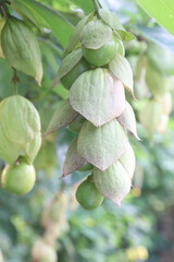 Gmelina philippensis flower plant on nursery