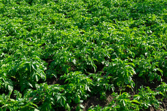 A green sea of potato plants under a clear sky