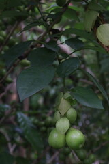 Gmelina philippensis flower plant on nursery