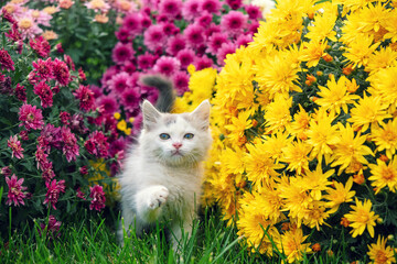 Cute little white kitten walking in the garden with yellow and pink chrysanthemum flowers