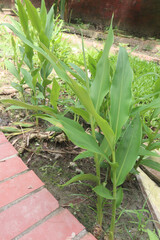 Obraz premium Ginger tree plant on farm