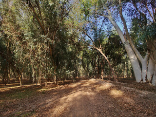 Practice of planting non-native eucalyptus trees lining roadsides, forests in Pakistan. Rapid growth, these trees change landscape offer greenery along highways, urban areas.