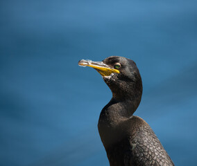 Shag (Phalacrocorax Aristotelis) on the Farne Islands with a blue sea background, Northumberland, England