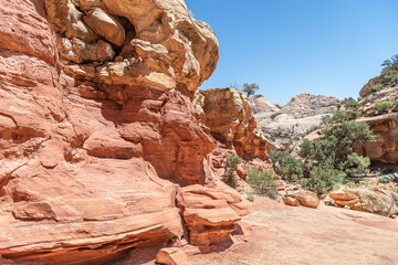 Rock formation and vegetation in Cohab Canyon in Capital Reef National Park, Utah, USA © dvlcom