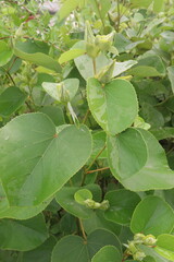 Hibiscus glandulifer flower plant on nursery
