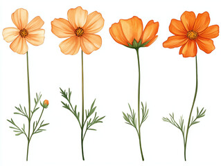 Orange Cosmos Flower Illustration: Watercolor Floral Art Print