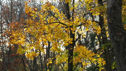 The colorful forest view in the natural park with the running river nearby in autumn
