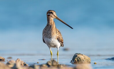 Common Snipe (Gallinago gallinago) is a bird that lives in wetlands and feeds on aquatic invertebrates. It is a common species in Turkey.