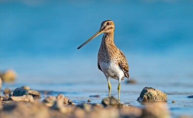 Common Snipe (Gallinago gallinago) is a bird that lives in wetlands and feeds on aquatic invertebrates. It is a common species in Turkey.