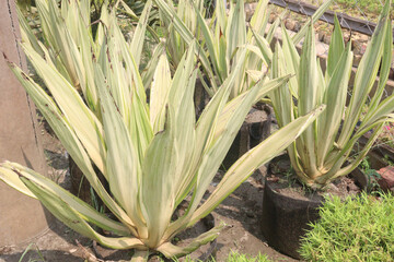 Obraz premium mauritius hemp leaf plant on pot in farm