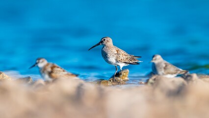 Dunlin (Calidris alpina) feeding in Kabaklı pond in Diyarbakır.