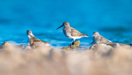 Dunlin (Calidris alpina) feeding in Kabaklı pond in Diyarbakır.