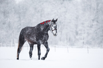 beautiful horse with red ribbons in mane walking through the snow