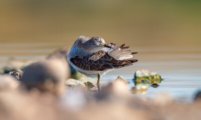 Temminck`s Stint (Calidris temminckii), Avrupa ve Asya kıtalarının kuzey kesimlerinde yaşayan bir sulak alan kuşudur. Bataklık alanlarda beslenir.