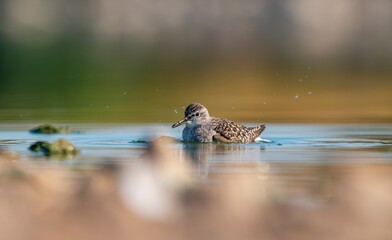 The Wood Sandpiper (Tringa glareola) is a wetland invertebrate-feeding bird found in suitable habitats in Asia, Europe, Africa and the Americas.