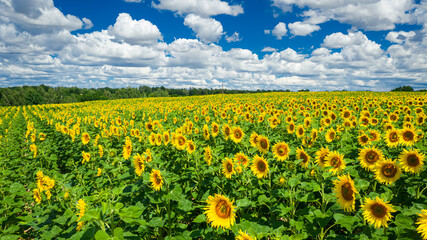 Stunning sunflower field in sunny summer day, aerial view