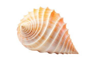 Terebridae auger sea shell isolated on transparent background