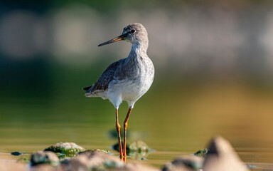 Common Redshank (Tringa totanus) is a migratory bird that feeds on worms and molluscs in wetlands in Asia, Europe, America and Africa.