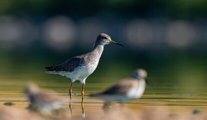 Common Redshank (Tringa totanus) is a migratory bird that feeds on worms and molluscs in wetlands in Asia, Europe, America and Africa.