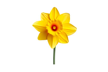 The spring cute yellow daffodil isolated on transparent background © samratsarkar91