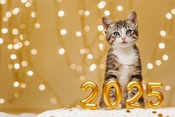 The kitten stands peacefully behind the inscription of the numbers of the upcoming new year 2025