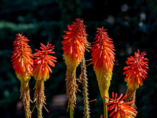 Orange and yellow aloe Vera flowers 