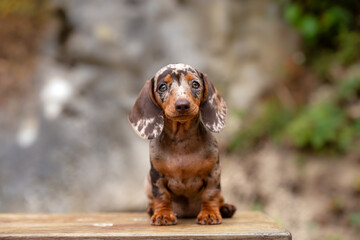 Cute marble miniature dachshund outdoor portrait on green nature background