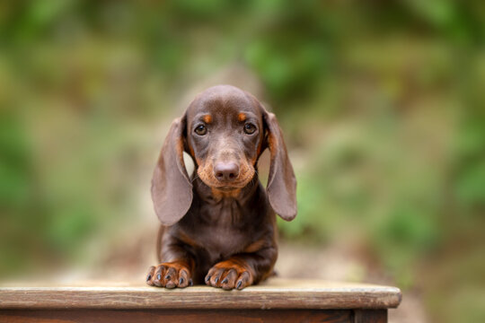 Chocolate cute puppy with long ears outdoor portrait