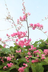 Mexican creeper flower plant on nursery
