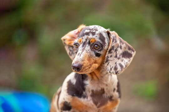 Brown marble miniature dachshund puppy close up outdoor portrait