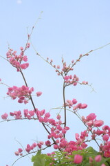 Mexican creeper flower plant on nursery