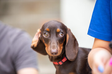 Chocolate brown miniature dachshund close-up portrait