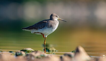 Common Redshank (Tringa totanus) is a migratory bird that feeds on worms and molluscs in wetlands in Asia, Europe, America and Africa.