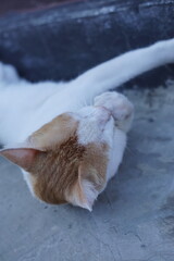 Fototapeta premium An Indonesian male domestic cat with white and orange fur playfully rolling on the ground, its bright orange eyes gleaming with excitement.