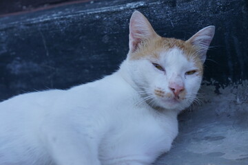 An Indonesian male domestic cat with white and orange fur playfully rolling on the ground, its bright orange eyes gleaming with excitement.