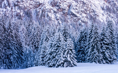 a beautiful forest covered in a white blanket of snow