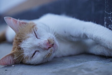 An Indonesian male domestic cat with white and orange fur playfully rolling on the ground, its...