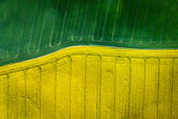 Top down view of green and yellow field at spring