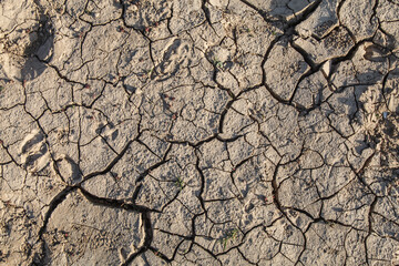 Salt marsh after spring flood and drought.