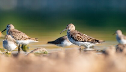 Fototapeta premium Dunlin (Calidris alpina) feeding in Kabaklı pond in Diyarbakır.
