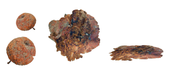 Rotten and crushed apples by car. Isolated transparent background.