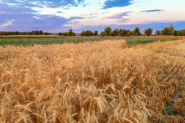 Fototapeta premium The wheat in a village is ready to be harvested