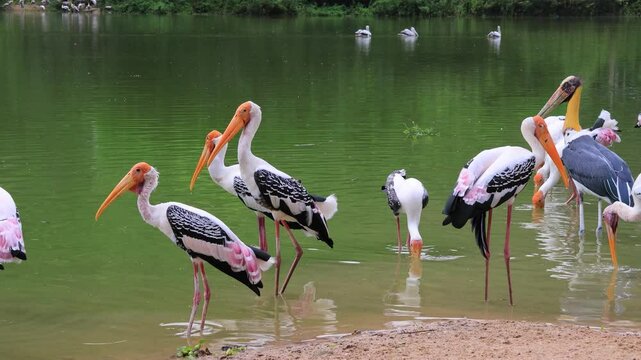 Footage of flock of Painted Stork foraging in the shallow lake with some of them immersing half-open beaks in the water