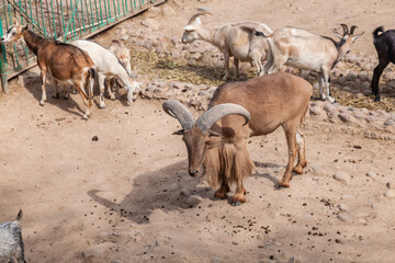 a herd of goats and ibexes at the zoo