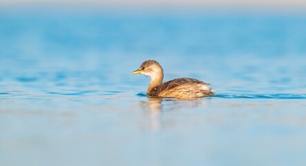 The Little Grebe (Tachybaptus ruficollis) lives in suitable wetlands in America, Asia, Europe and Africa. It is often seen on lake shores.