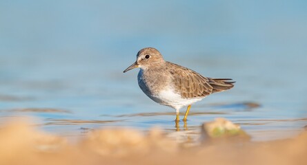 Temminck`s Stint (Calidris temminckii), Avrupa ve Asya kıtalarının kuzey kesimlerinde yaşayan bir sulak alan kuşudur. Bataklık alanlarda beslenir.