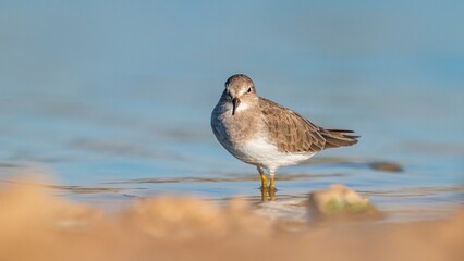 Temminck`s Stint (Calidris temminckii), Avrupa ve Asya kıtalarının kuzey kesimlerinde yaşayan bir sulak alan kuşudur. Bataklık alanlarda beslenir.