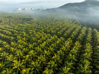 Fototapeta premium Aerial view of coconut trees field in the sunrise